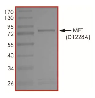 SDS-PAGE - Recombinant human Met (c-Met) (mutated D1228A) protein (Active) (AB268760)