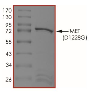 SDS-PAGE - Recombinant human Met (c-Met) (mutated D1228G) protein (Active) (AB268761), expandable thumbnail