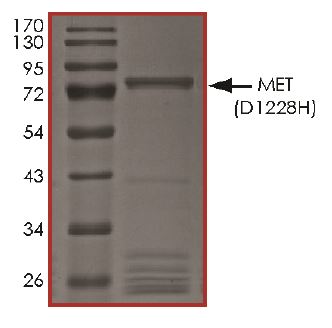 Recombinant human Met (c-Met) (mutated D1228H) protein (Active)