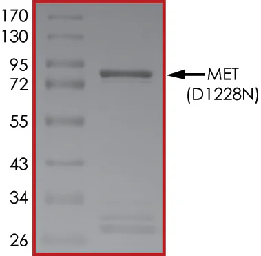 SDS-PAGE - Recombinant human Met (c-Met) (mutated D1228N) protein (AB185270)