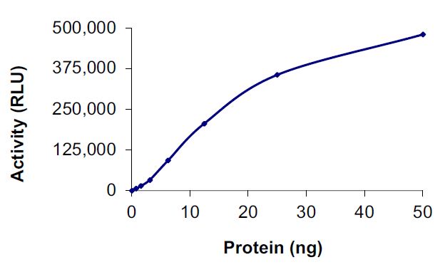 Recombinant human Met (c-Met) (mutated D1228Y) protein (Active)