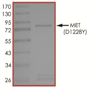 SDS-PAGE - Recombinant human Met (c-Met) (mutated D1228Y) protein (Active) (AB268764)