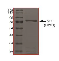 SDS-PAGE - Recombinant human Met (c-Met) (mutated F1200I) protein (Active) (AB268766)