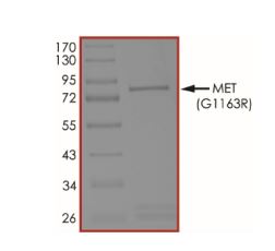 SDS-PAGE - Recombinant human Met (c-Met) (mutated G1163R) protein (Active) (AB268767), expandable thumbnail