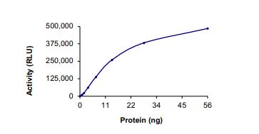 Recombinant human Met (c-Met) (mutated H1094L) protein (Active)