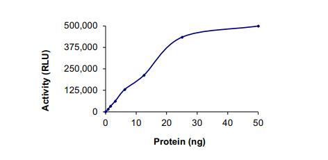 Recombinant human Met (c-Met) (mutated K1094Y) protein (Active)