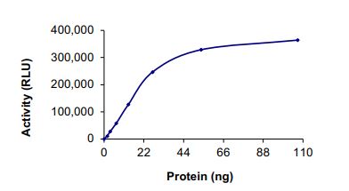 Recombinant human Met (c-Met) (mutated L1195V) protein (Active)