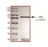 SDS-PAGE - Recombinant human Met (c-Met) (mutated L1195V) protein (Active) (AB268772)