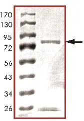 SDS-PAGE - Recombinant human Met (c-Met) (mutated M1250T) protein (GST tag N-Terminus) (AB119729)