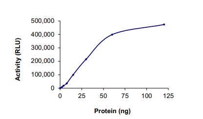 Functional Studies - Recombinant human Met (c-Met) (mutated T992I) protein (Active) (AB268776), expandable thumbnail