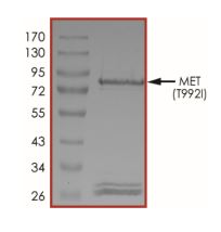 SDS-PAGE - Recombinant human Met (c-Met) (mutated T992I) protein (Active) (AB268776), expandable thumbnail