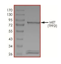 SDS-PAGE - Recombinant human Met (c-Met) (mutated T992I) protein (Active) (AB268776)