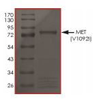 SDS-PAGE - Recombinant human Met (c-Met) (mutated V1092I) protein (Active) (AB268777), expandable thumbnail
