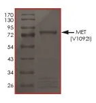 SDS-PAGE - Recombinant human Met (c-Met) (mutated V1092I) protein (Active) (AB268777)
