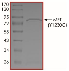 SDS-PAGE - Recombinant human Met (c-Met) (mutated Y1230C) protein (Active) (AB268779), expandable thumbnail