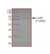 SDS-PAGE - Recombinant human Met (c-Met) (mutated Y1230S) protein (Active) (AB268782), expandable thumbnail