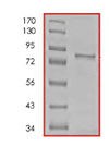 SDS-PAGE - Recombinant human Met (c-Met) protein (AB84806), expandable thumbnail