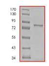 SDS-PAGE - Recombinant human Met (c-Met) protein (AB84806)