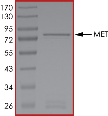 SDS-PAGE - Recombinant human Met (c-Met) protein (AB84806), expandable thumbnail