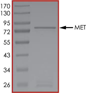 SDS-PAGE - Recombinant human Met (c-Met) protein (AB84806)