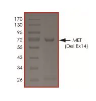 SDS-PAGE - Recombinant human Met (c-Met) protein Del Ex14 (Active) (AB268765)