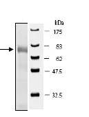SDS-PAGE - Recombinant human Met (c-Met) protein (GST tag N-Terminus) (AB42612)