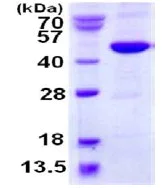 SDS-PAGE - Recombinant Human Methionyl Aminopeptidase 1/MAP 1 protein (His tag N-Terminus) (AB124578)