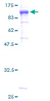 SDS-PAGE - Recombinant Human Methylmalonyl Coenzyme A mutase protein (GST tag N-Terminus) (AB114834)