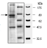 SDS-PAGE - Recombinant Human Metnase protein (DDDDK tag N-Terminus) (AB196433)