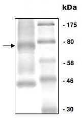 SDS-PAGE - Recombinant Human Metnase protein (DDDDK tag N-Terminus) (AB196433)
