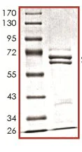 SDS-PAGE - Recombinant Human Metnase protein (GST tag N-Terminus) (AB125543)