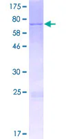 SDS-PAGE - Recombinant Human METT11D1 protein (GST tag N-Terminus) (AB163864)