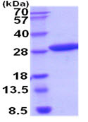 SDS-PAGE - Recombinant Human METTL11A protein (His tag) (AB211312), expandable thumbnail