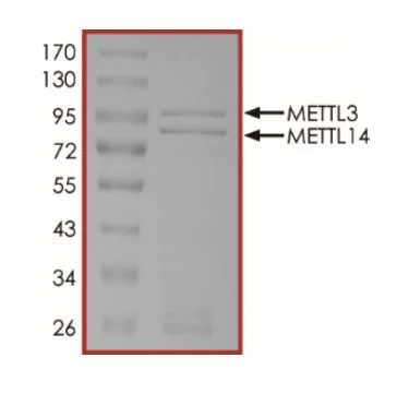 SDS-PAGE - Recombinant human METTL3 + METTL14 protein (Active) (AB268789)
