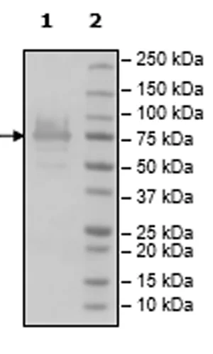 SDS-PAGE - Recombinant Human METTL3 protein (DDDDK tag N-Terminus) (AB271611)