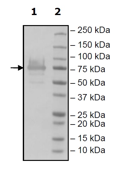 Western blot - Recombinant Human METTL3 protein (Tagged) (AB271611)
