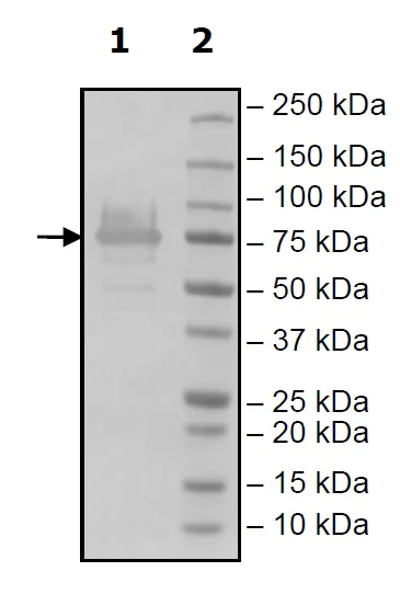 Western blot - Recombinant Human METTL3 protein (Tagged) (AB271611)