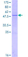 SDS-PAGE - Recombinant Human METTL7A protein (GST tag N-Terminus) (AB161809)