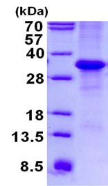 SDS-PAGE - Recombinant Human MFAP4 protein (denatured) (AB134547), expandable thumbnail