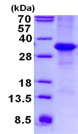 SDS-PAGE - Recombinant Human MFAP4 protein (denatured) (AB134547)