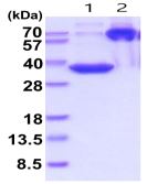 SDS-PAGE - Recombinant Human MFAP4 protein (His tag) (AB219453), expandable thumbnail