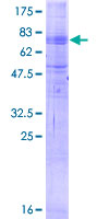 Recombinant Human MFSD2A/NLS1 protein