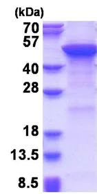 SDS-PAGE - Recombinant Human MGAT2 protein (denatured) (His tag N-Terminus) (AB177615)
