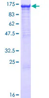 SDS-PAGE - Recombinant Human MGEA5/OGA protein (GST tag N-Terminus) (AB153117)