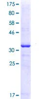 SDS-PAGE - Recombinant Human mGluR1 protein (GST tag N-Terminus) (AB114707)