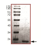 SDS-PAGE - Recombinant Human MGMT protein (AB136378)