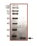 SDS-PAGE - Recombinant Human MGMT protein (AB136378)