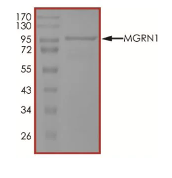 SDS-PAGE - Recombinant human MGRN1 protein (Active) (AB268790)