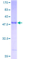 SDS-PAGE - Recombinant Human MHC Class II beta protein (GST tag N-Terminus) (AB114224)
