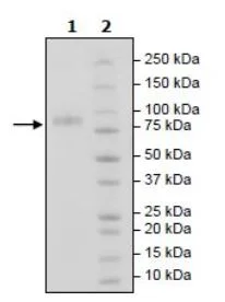 SDS-PAGE - Recombinant Human MICA protein (Biotin) (Fc tag C-Terminus + Avi tag C-Terminus) (AB271613)